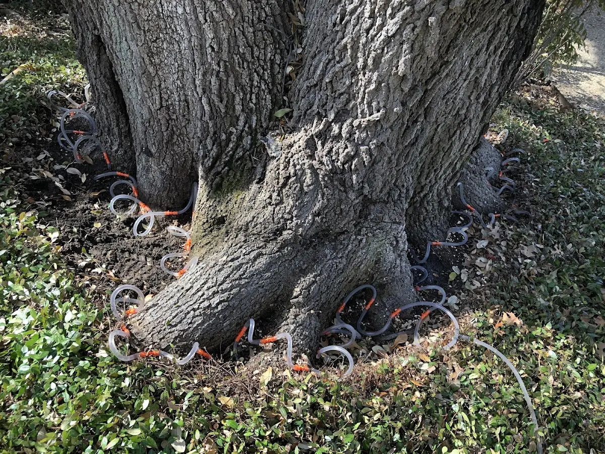 Detailed Tree Cabling and Bracing job site in Scotland Neck